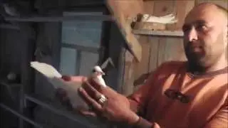 Ижевские голуби Васи 