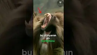 Dünyanın En Korkunç Otoburu! 🌿🐒😱