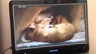 Симпатичные котята и щенки часть 2 2серия
