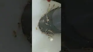 Red Valentine's. Без Кубанской бактериалки, без кубанских глистов,Free From Parasites.