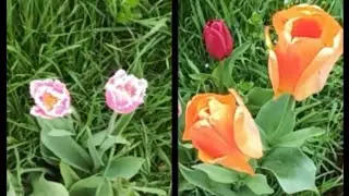 Залезла в огород. ещё одна кондидатка в вытрезвителе.
