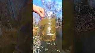 Ловля ЖИВЦА на БАНКУ с ХЛЕБОМ без РЫБОЛОВНЫХ СНАСТЕЙ  Живец для ловли щуки на поплавок. #shorts