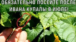 СРОЧНО ПОСЕЙТЕ ПОСЛЕ ИВАНА КУПАЛЫ В ИЮЛЕ ОГЦРЦЫ ВАС УДИВИТЯТ