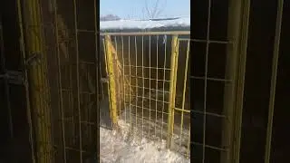 Съездили в собачий приют в д.Ковали. Покормили собачек. Спасибо всем друзьям кто поддержал 🤝