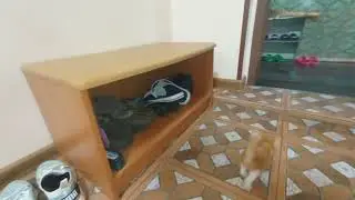Няшка котенок 😽 в добрые руки Сочи. 89884182484