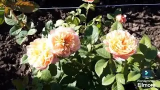 ТРОЯНДА ІМПРЕСІОНІСТ ОПИС ROSE IMPRESSIONIST DESCRIPTION   КВІТИ ТРОЯНДИ 2024