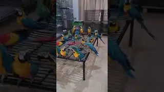 macaw chicks | blue gold | sacleart macaw | greern wing #shorts #macaw
