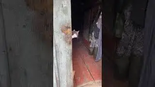 А кто это выглянул?! #shortsfeed #shortvideo #shortsviral