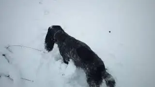 На лапки чуть налипло)))