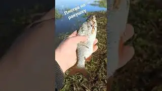 плотва на ракушку 