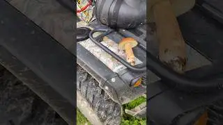 Проверка найденного белого гриба на наличие мяса 🤣 #trending #лес #mushroom #грибы #природа #nature