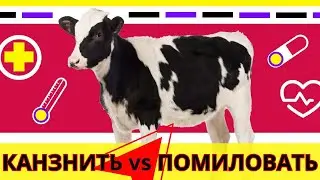 Ошибки, убивающие телят