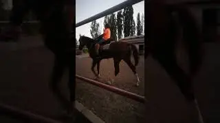 EDİZ AT BİNİYOR MAŞALLAH ( OSMANLI ATLI SPOR KLÜBÜ )