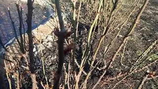 Шок.Розы распускают молодые листья в январе.