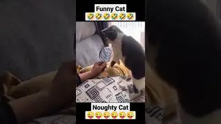 Funny Cat | Naughty Cat | beautiful Cat