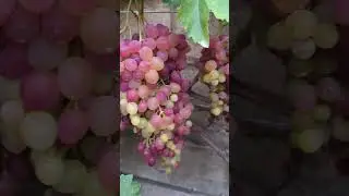 к-ш Велес вкус бесподобен
