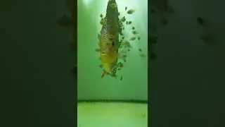 дискусы, супер пантеры с мальками