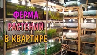 ФЕРМА РАСТЕНИЙ В КВАРТИРЕ. AQUATIC PLANTS FARM