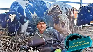 Быки выживают в - 38 в Сибири на улице! Уличное содержание быков на откорм!