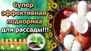 СУПЕР ЭФФЕКТИВНАЯ ПОДКОРМКА ДЛЯ РАССАДЫ! ЯИЧНАЯ СКОРЛУПА ДЛЯ РАСТЕНИЙ И ОГОРОДА.
