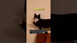 This cat is SUPER camera shy 😂