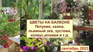 Цветы на балконе. Цветущие и с декоративной зеленью. Петуния, эустома, калла, крокус, ипомея. 09.23.