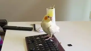 Coding Cockatiel