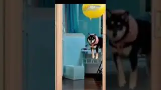 Funny dog flying with duck balloon trick. #shorts #subscribe #music