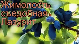 Жимолость съедобная Лазурит (lonicera edulis) 🌿 Лазурит обзор: как сажать, саженцы жимолости Лазурит