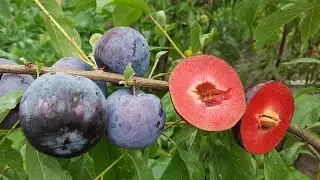 ДИПЛОИДНАЯ СЛИВА БЛЕК СПЛЕНДОР/Plum Black Splendor/ НОВЕЙШИЕ СОРТА ДИПЛОИДНЫХ СЛИВ В УКРАИНЕ