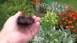 Ястреб атакует голубей