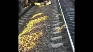 Поезд разорвал корову, Приморье