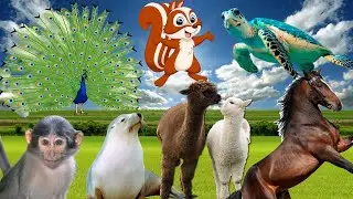Learn Animal Sound - lion, penguin, seal, monkey, fox, camel, peacock