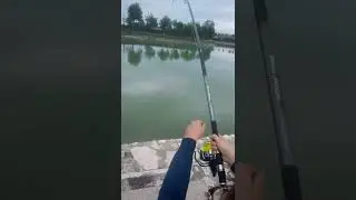 pesca storione laghetto cocchias pub 🍾🦈