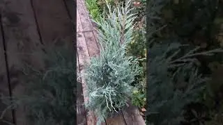 Можжевельник скальный Moonglow (Мунглоу)