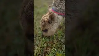Авка очень любит кушать