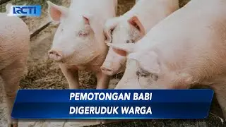 Tempat Pemotongan Babi Ilegal di Bogor Digeruduk Warga - SIS 12/12