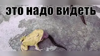 Лягушки охота. Кормление лягушки. Еда для лягушки. Квакша