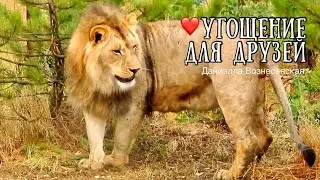 ❤️Как эстетично ест ГИРЕЙ !!! СУЛТАН, РУСЛАН (Зайка)получают угощения .Тайган.  Safari park Taigan.
