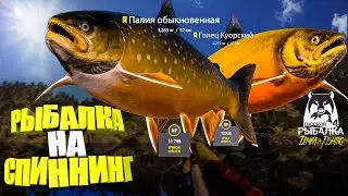 Русская рыбалка 4. 🎣 оз. Куори🦈🐬💦 РЫБАЛКА на СПИННИНГ от LATORSO 👀