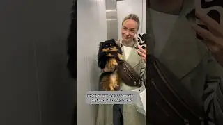 У Шпица болит шея. Что делать? Куда обращаться?