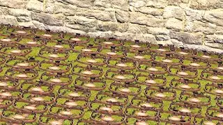 OCD OWNER could not stop placing BEAR TRAPS | SOLO RAIDING