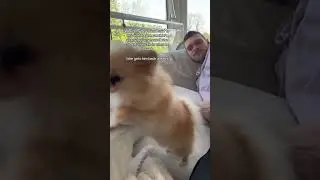 Man is annoying a little Pomeranian after he said that he wouldn't!