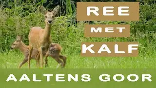 Ree met kalf || Het Aaltens Goor || Robertberkelder.com