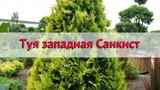 Туя западная Санкист 🌿 Обзор: посадка и уход. крупномеры туи Санкист: описание и особенности