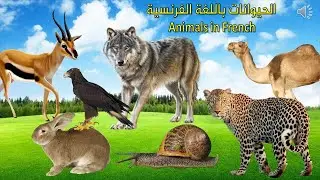 الحيوانات باللغة الفرنسية بالصوت والصورة مع الترجمة الى العربية / Les animaux en Français