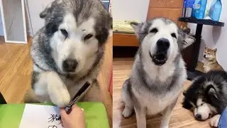 This must be a dog who went to college