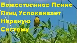 ПЕНИЕ ЗЯБЛИКА,ТРЯСОГУЗКИ И ПЕНОЧКИ ТЕНЬКОВКИ ПРЕКРАСНО СНИМАЕТ НЕРВНОЕ НАПРЯЖЕНИЕ И УСПОКАИВАЕТ.