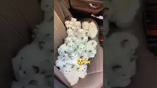 قطط للتبني😱😱😥