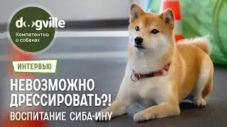 Как воспитывать сиба-ину? – Все о дрессировке сиба-ину – Интервью с руководителем питомника